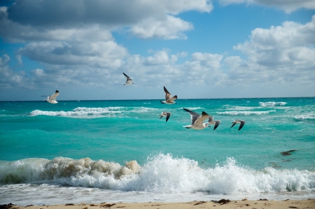 Wild seagulls flying over beach and sear at Miami Beach  Florida の写真素材