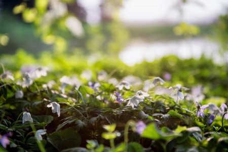 Nesvizh town park at spring. Belarus.の写真素材