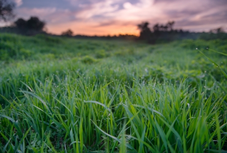 Beautiful sunset over green field  Photo with small depth of field, and focus on a nearest grass の写真素材