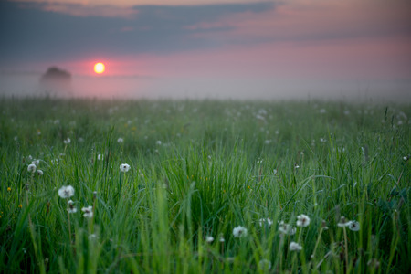 Early morning sunrise in a field with fog and visible sun diskの写真素材