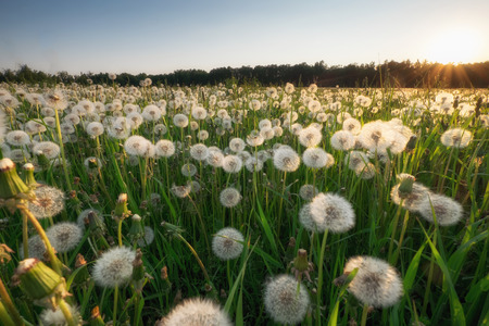 Amazing field with white dandelions at sunset. wide-angle shotの写真素材