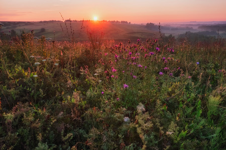 Beautiful morning landscape with sunlight and fields covered by flowers in Russiaの写真素材