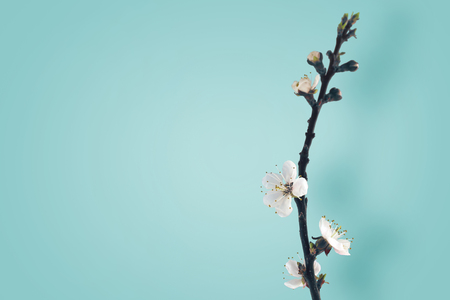 Branch with blossoming apricot flowersの写真素材