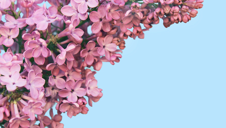Beautiful purple lilac