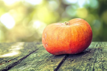 Pumpkin on a wooden backgroundの写真素材