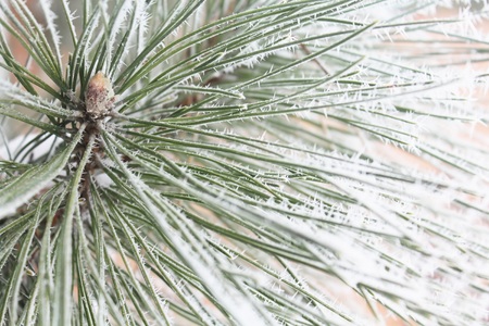 Christmas New Year background, branches of a Christmas treeの写真素材