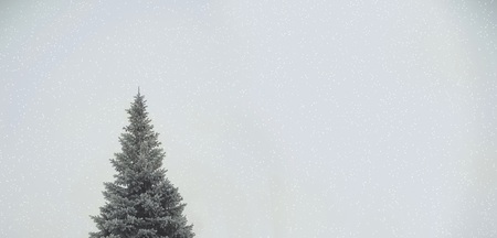 Christmas background fir-tree isolated on gray backgroundの写真素材