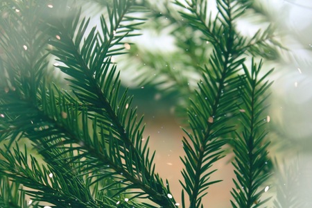 Christmas background fir-tree with snow and bokeh