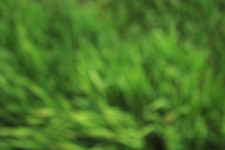 Natural background, green grassの写真素材