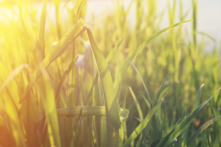 Natural background, green grassの写真素材