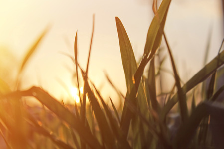 Natural background, green grassの写真素材