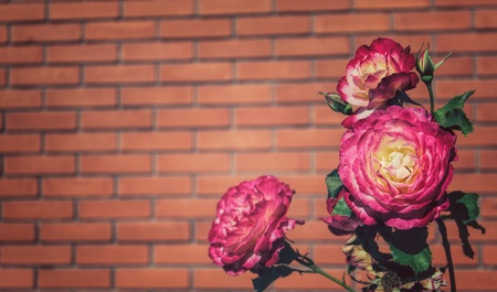 Three roses on a brick wall backgroundの写真素材