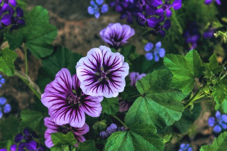 Beautiful flowers backgroundの写真素材