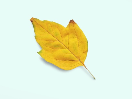 A leaf isolated on light blue background