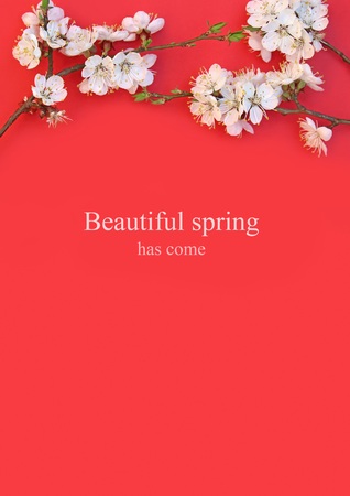 Beautiful spring concept. Blossom apricot isolated on red backgroundの写真素材