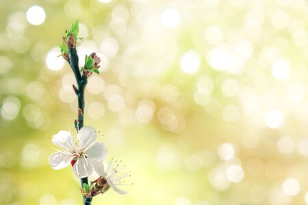 Flowering branch on a natural background, spring conceptの写真素材
