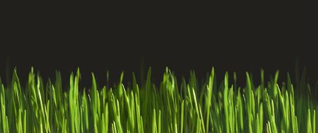 Natural background, green grass isolated on black background for textの写真素材