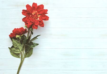 Beautiful flowers isolated on white backgroundの写真素材