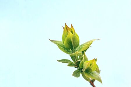 Flowers of blooming lilac in the spring isolated on blue backgroundの写真素材