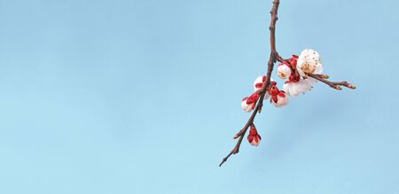 Flowers of blooming apricot in the spring isolated on blue backgroundの写真素材