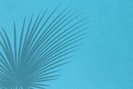 Palm leaves shadow isolated on blue wallの写真素材