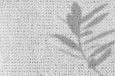 Olive tree leaf shadow isolated on white textileの写真素材