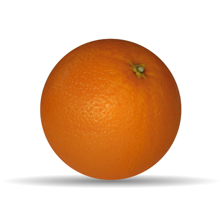 Vector illustration of oranges.Vector illustration of fruit oranges.のイラスト素材