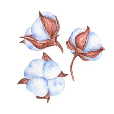 Watercolor set cotton branch isolated on transparent background. Hand drawn illustration. Wedding invitation, Holiday Winter Set, New Year clipart, decorations, Greeting cardの写真素材