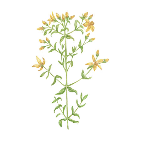 Botanical illustration of St. John's worth flower, hand-painted in watercolor. Medicinal herbs for tea design, cosmetics, aromatherapy, medicine, environmental products.の写真素材