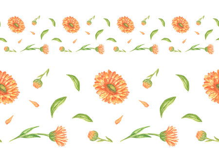 Seamless border of orange calendula flowers. Botanical illustration, hand-painted in watercolor, for labels, eco-goods, textiles, medicinal herbs, tea, cosmetics, fabrics, wallpaper, tableware border.の写真素材