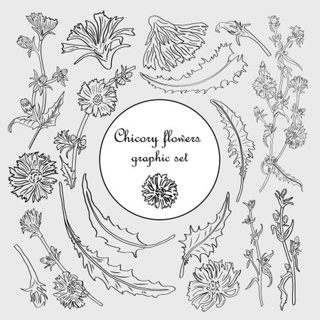 A set of vector silhouettes of leaves, flowers and branches of chicory. Detailed contours of wild plants for design, postcards, tattoos, stamps, prints, prints.のイラスト素材