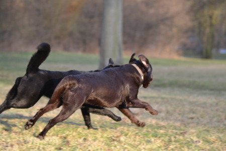 black and brown labrador run togetherの写真素材