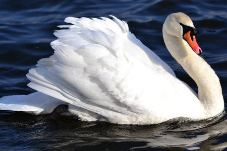White Swan in profileの写真素材
