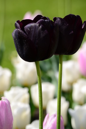 two black tulip on flowerbedの写真素材