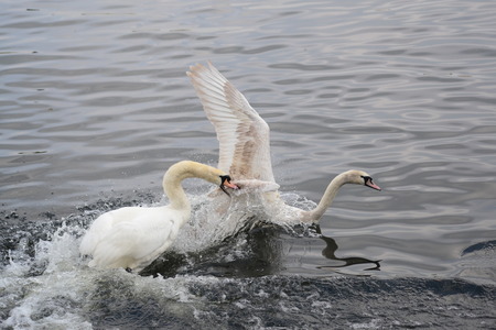 two swans fightingの写真素材