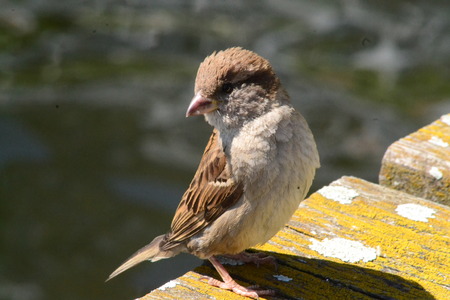Young sparrow stands on the boardの写真素材