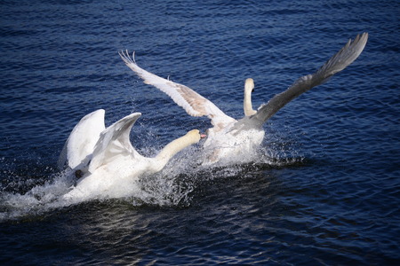 two white young swans on the riverの写真素材