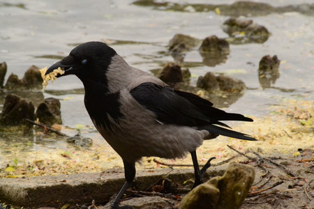 crow with food in its beakの写真素材