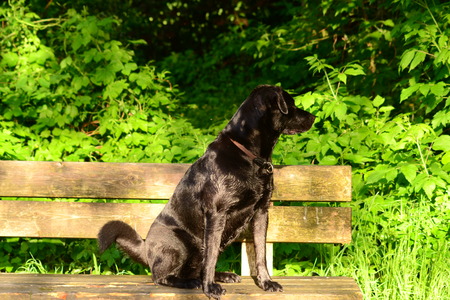 black dog sitting on a wooden bench