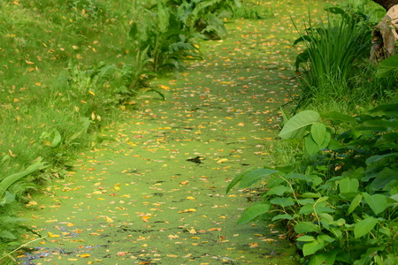 	fallen autumn leaves on pondの写真素材