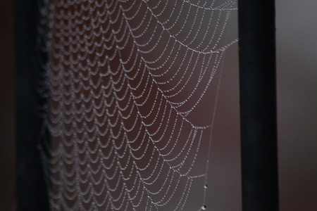 cobweb spider poslke fogの写真素材
