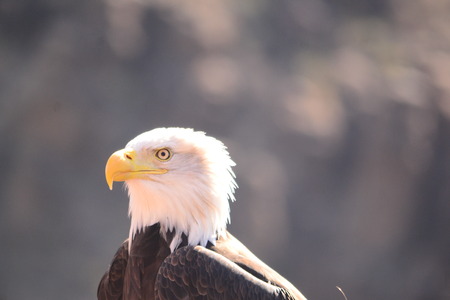 bald eagleの写真素材