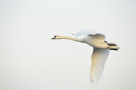 white swan flyingの写真素材
