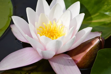 water lilyの写真素材