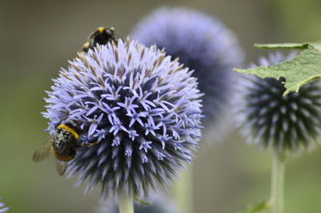 Round flower and bees on itの写真素材