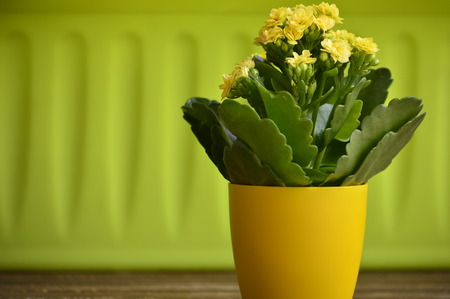 Kalanchoe with yellow flowers in a yellow potの写真素材