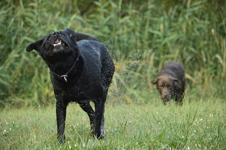 dog shakes off after a swim in the riverの写真素材