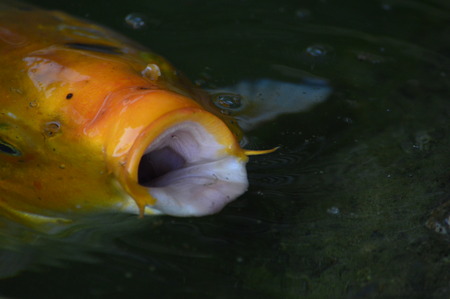 goldfish mouth openedの写真素材