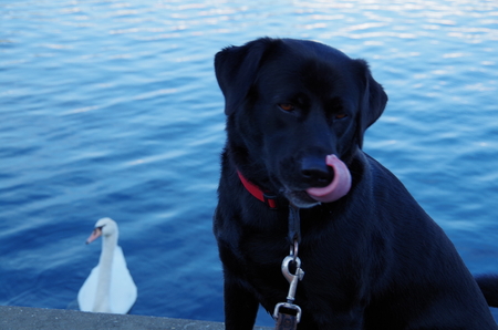 Black Dog and the Swanの写真素材
