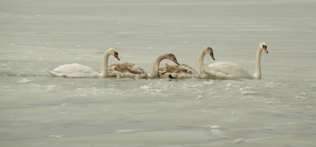 Swans encased in ice on the riverの写真素材